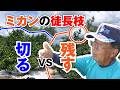 徒長枝を残したら実が増えた【ミカンせん定】