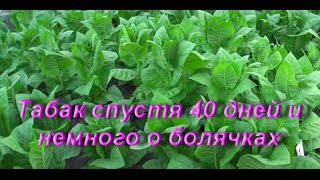 :    15 ( 20.06.     40      ) 