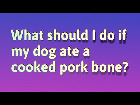 What should I do if my dog ate a cooked pork bone?