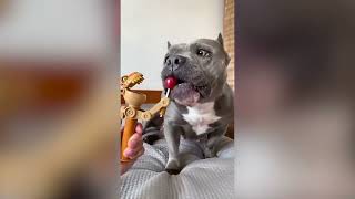 Dog translator funny screenshot 2