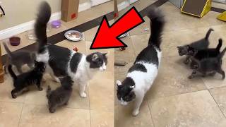 Kittens Follow a Resident Cat Everywhere, Until the Day All 3 Have What They Wanted