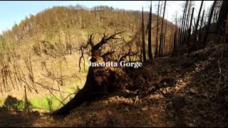360 Video: The Eagle Creek Burn One Year After The Fire
