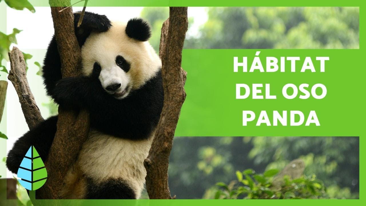 Dónde y Cómo VIVEN los OSOS PANDA? 🐼🎋 (Hábitat del Oso Panda) 