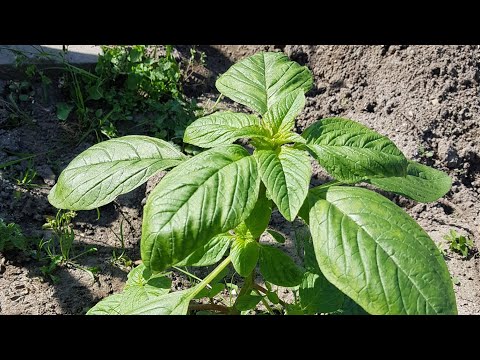 Video: Cauliflower With Purple Tinge - Puas Muaj Kev Nyab Xeeb Noj Cauliflower Purple