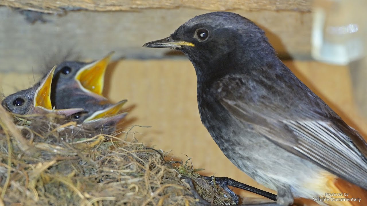 Black Redstart - nestlings, chicks, feeding - Hausrotschwanz