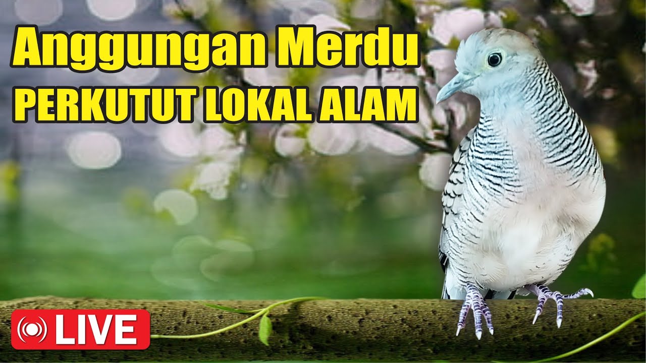 Perkutut Lokal Gacor di alam bebas iramanya BIKIN CEPAT NYAUT SEMUA