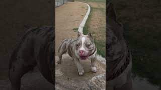 Miss nini represents a striking example of the American Bully breed.