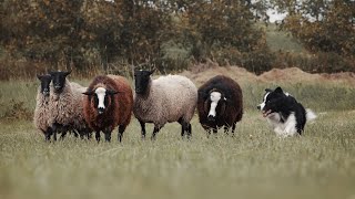 Border Collie vs  Miniature Australian Shepherd: Temperament Analysis by Border Collie USA 1 view 2 weeks ago 4 minutes, 40 seconds