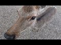 奈良公園も冷え込んできましたが鹿さんたちは元気です。