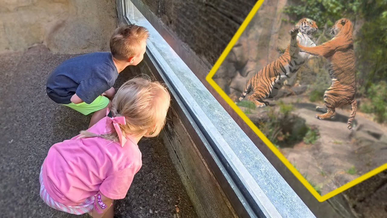 Family Sees Epic Tiger Fight at Portland Zoo