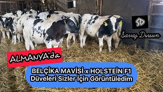 🇩🇪 Belçi̇ka Mavi̇’ Ler Sizler Için Görüntüledim Üve Ilık