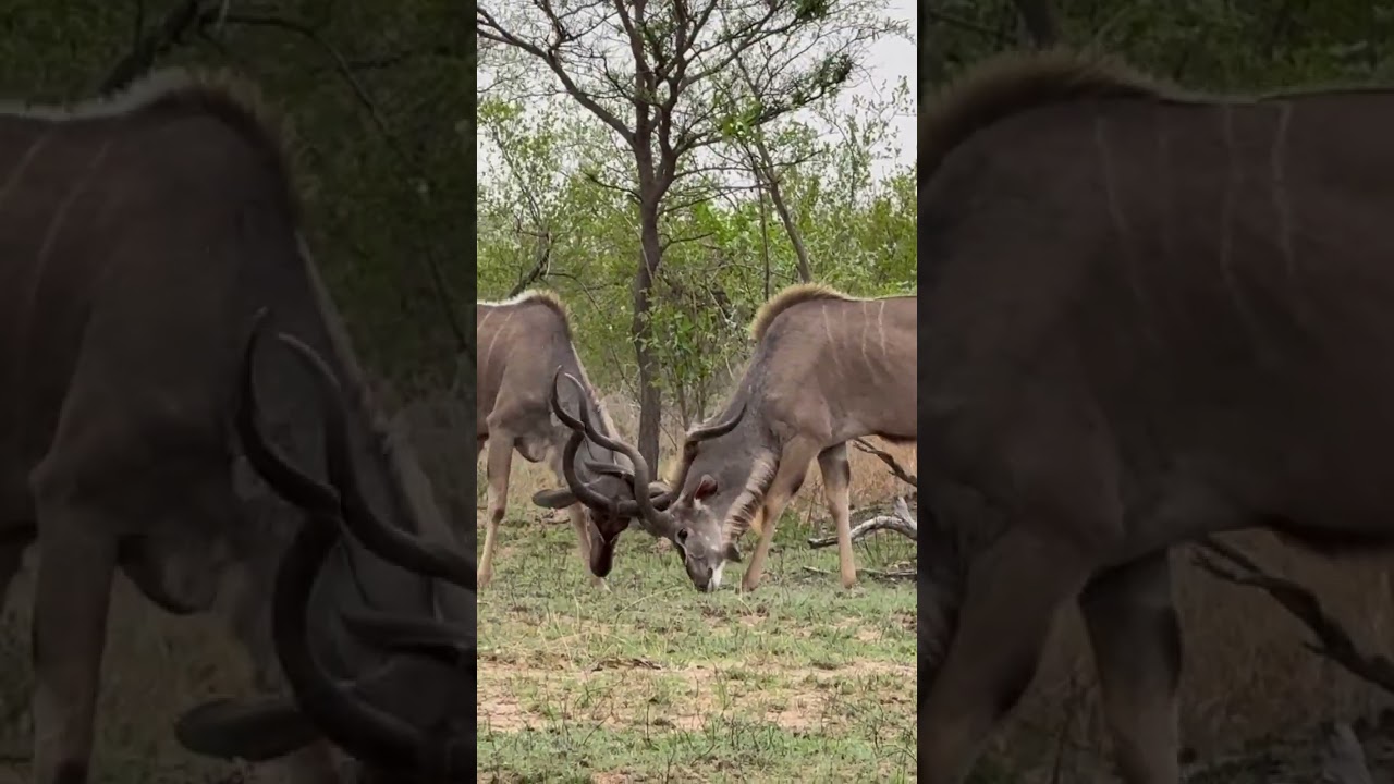 Watching this Kudu bulls fight what an experience.