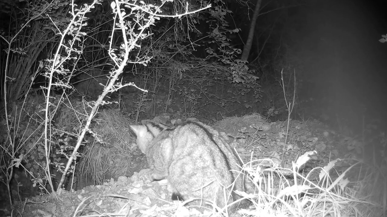 Un chat sauvage chasse une souris