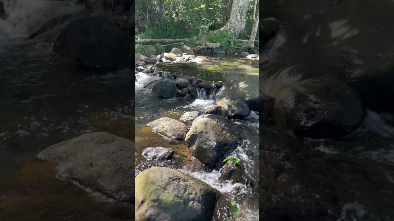 Light Through the Trees • 20 Minutes of Gentle River Calm