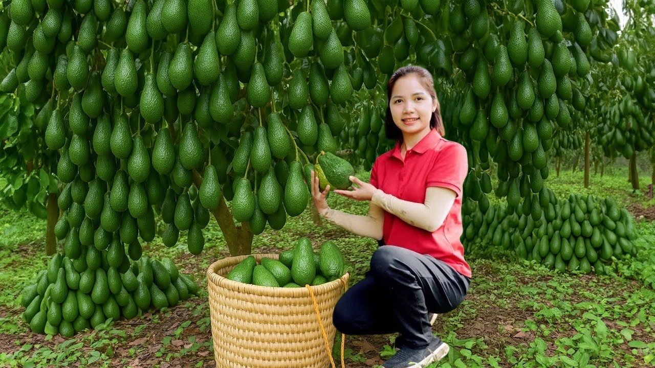 Harvesting Avocados Climb Giant High Tree Goes To Market Sell, Visiting relative with my daughter