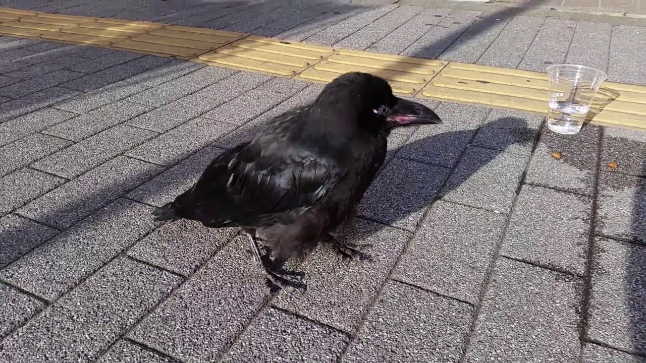 逃げないカラス 街中にいたカラスの雛です 何故逃げないのでしょうか Youtube