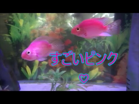 いやし動画 すごいピンクのかわいいお魚 Youtube