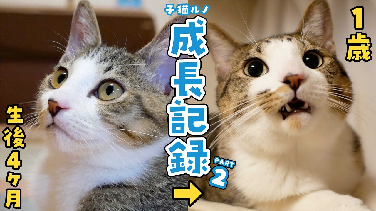 病弱だった子猫が立派な大人猫になるまでの235日間の成長記録 - YouTube