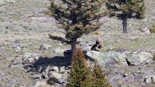 Grizzly and Cubs, Hellroaring, May 9, 2026