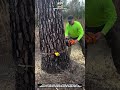 Perfect Tree Felling Technique – Clean Precision Cut 🌲🪚
