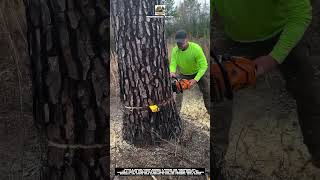 Perfect Tree Felling Technique – Clean Precision Cut 🌲🪚