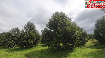 Hệ thống phun thuốc tự động cho Sầu Riêng Ri 6 ở Gò Dầu, Tây Ninh. TÍN DƯƠNG 0932934961