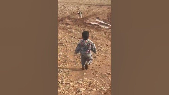 Dog attack on a child very dangerous