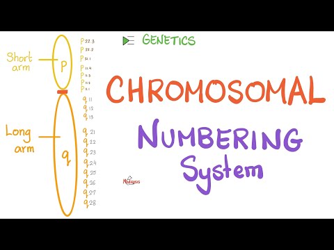 Video: Wat is de naam voor de kruisingsplaatsen in een chromosoom?