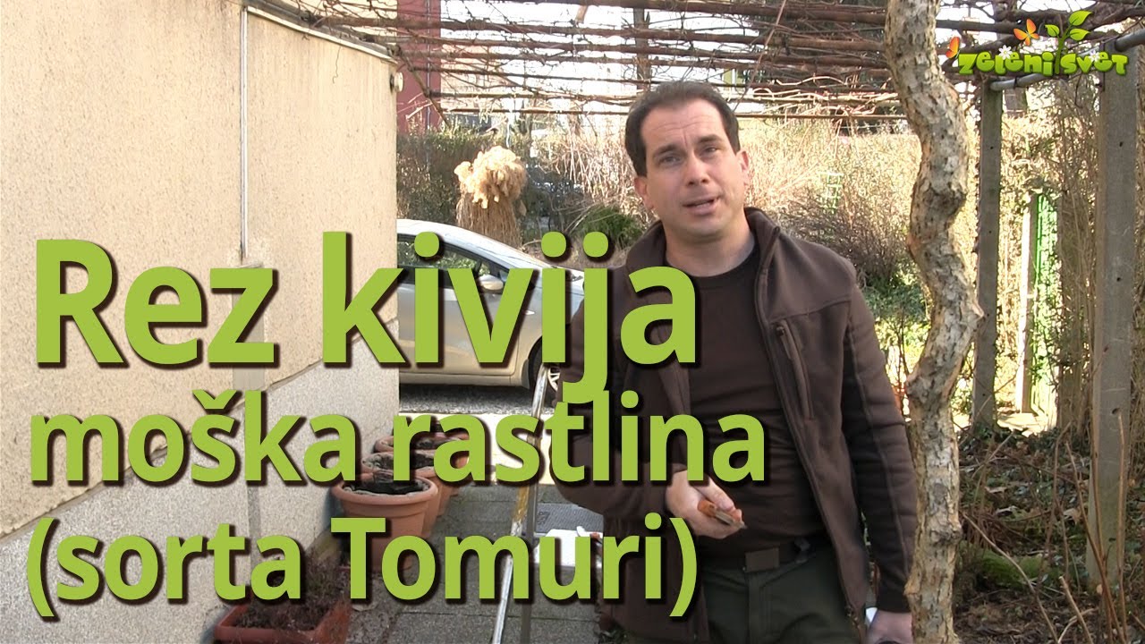 Rez kivija, moška rastlina