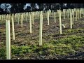 Woodland Trust Tree Planting