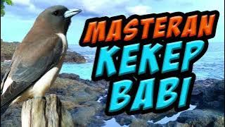 masteran unik tembakan burung kekep babi, joss untuk materi burung lomba, video pantai berbatu