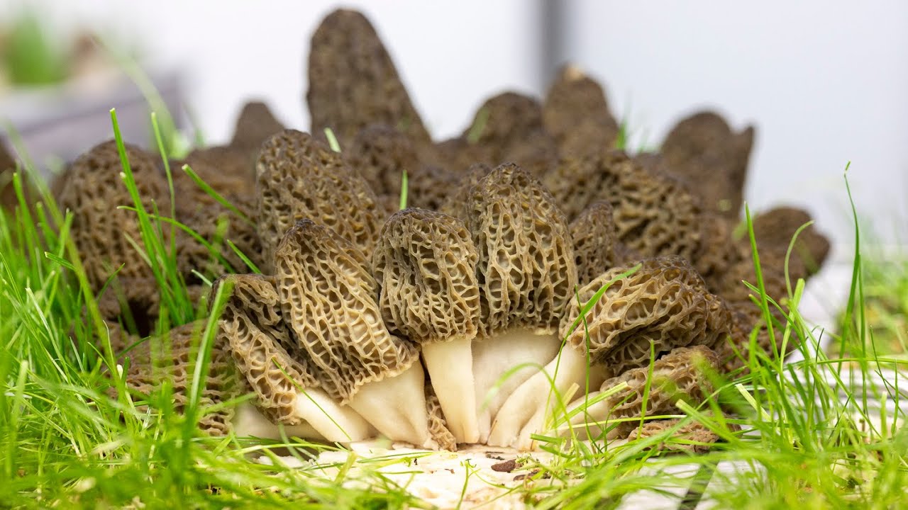 Part 1 Breaking Yield Records Indoor Cultivated Morel Mushrooms