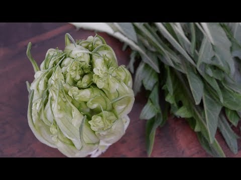 【旬の野菜】早春のイタリア野菜　プンタレッレのサラダ　　(Puntarelle alla Romana) #1