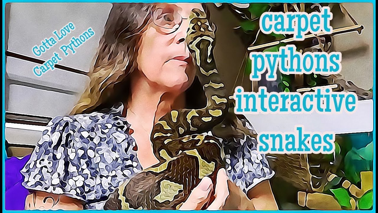 pet snakes and dogs Carpet Pythons One Of The Most Interactive Of Snakes