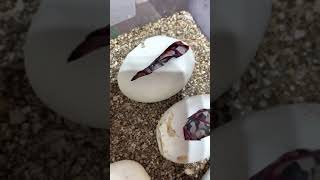Cutting open my 1st clutch of ball python eggs for the 2021 season!!