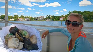 Scallops! Catch, Clean, Eat! Scenic 4K Guide With Recipe. Snorkeling Crystal River, Florida. by Chris Chrisman Travel Adventures 271 views 1 year ago 7 minutes, 59 seconds