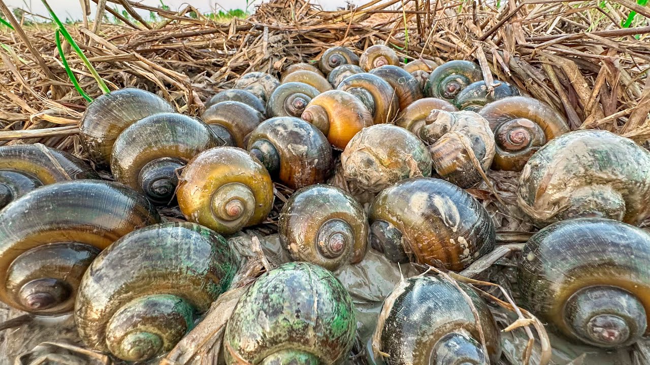 Wow ! A fisherman dig a lot of snails in mud at paddy fields - Amazing fishing snails 