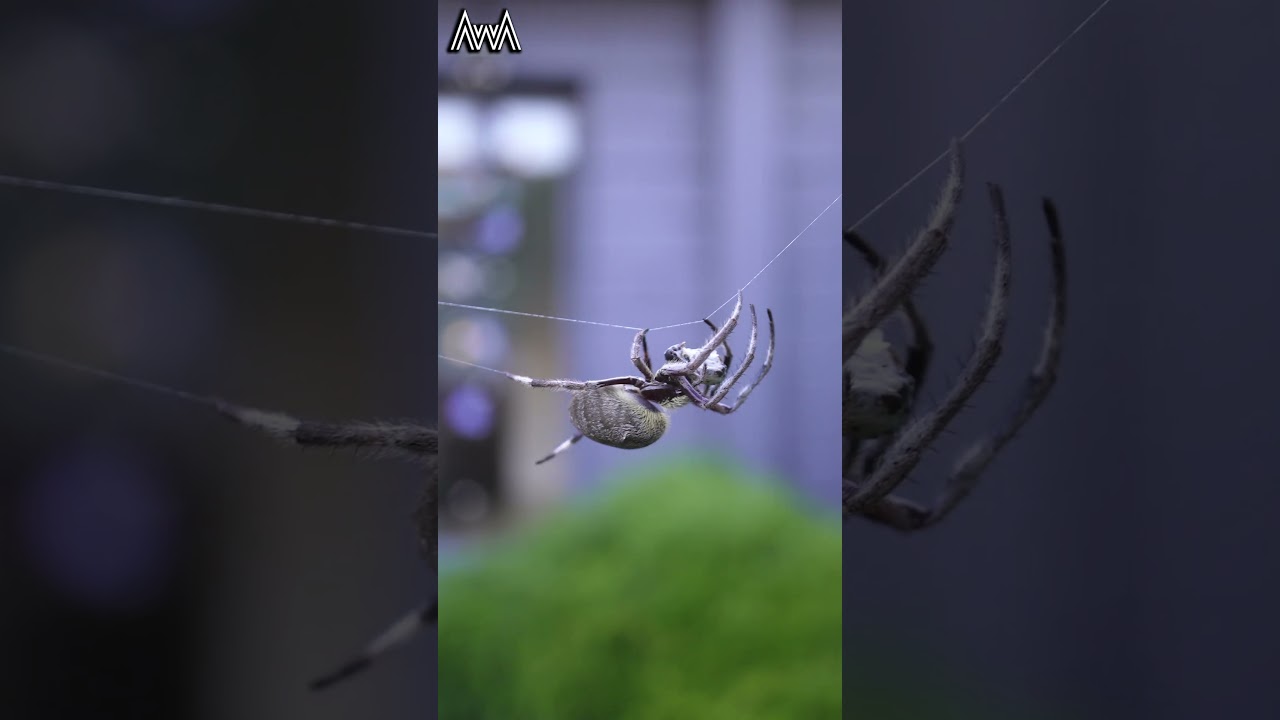 AwA Critter Clip: Spider Tightrope Walking (Garden Orb Weaver) #shorts #spider #wildlife #nature