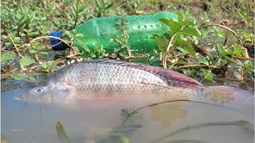 How To Make a Fish Trap With a Coke Bottle || Amazing Fishing Video