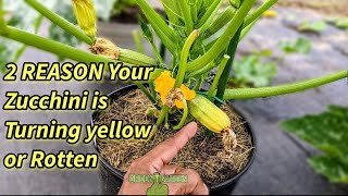 2 Reason Why ZUCCHINI Turning Yellow and Rotten |  How to fix super easy | #zucchini #squash