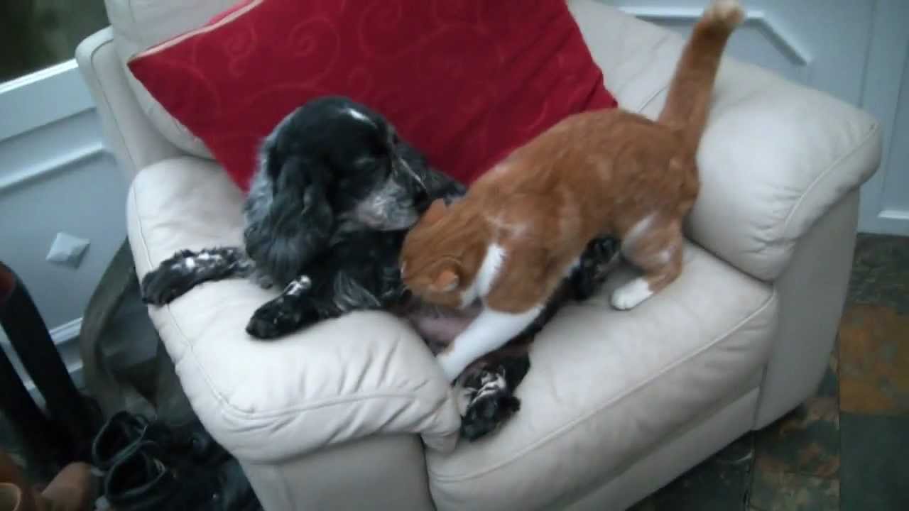 Cat suckles off dog! YouTube
