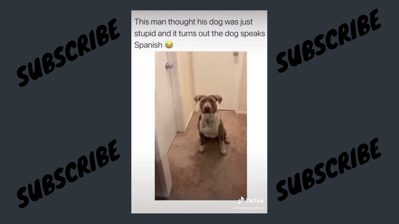 Dog Speaks Spanish YouTube Dog Speaks Spanish YouTube
