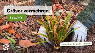 Jetzt Gräser vermehren: Einfache Methode für gesunde Ableger. Auch für horstbildenden Stauden.
🌱 Dein Garten. Deine App.
👉 Jetzt kostenlos die Gardify-App testen: https://bit.ly/4jtJu85
Gardify ist dein digitaler Gartenhelfer – mit über 8.000 Pflanzenprofilen, automatischer Aufgabenplanung, Wetterwarnungen und dem einzigartigen Pflanzen-Doc. Entwickelt von Gartenprofis für alle, die ihren Garten lieben.
📲 Jetzt ausprobieren und dein Gartenleben vereinfachen!
⠀
⠀ Entdecke in diesem Video die einfache Methode zur Vermehrung von Carex-Gräsern - immergrüne Ziergräser, die weltweit vorkommen. Der Fokus liegt auf der eleganten Japansegge (Carex morrowii), die sich besonders unkompliziert teilen und vermehren lässt.
Markus zeigt Euch Schritt für Schritt, wie man einen vitalen Ableger aus einem bestehenden Horst gewinnen kann. Beachte dabei die weißen Wurzelspitzen, die besonders zu Beginn des Frühjahrs ideale Voraussetzungen für eine erfolgreiche Vermehrung bieten!
Weitere wichtige Tipps:
Richtiges Entfernen alter Blätter und Wurzelteile
Optimale Bodenvorbereitung bei lehmigem Untergrund
Verwendung von frischer Pflanzerde für besseres Einwurzeln
Natürliche Düngung mit organischem Material statt Kunstdünger
Diese Methode eignet sich nicht nur für Japanseggen, sondern für alle horstbildenden Stauden und Gräser. Das frühe Frühjahr ist der perfekte Zeitpunkt, da die Wurzelbildung bereits einsetzt und neue Halme bald folgen werden.
****************************************************************************
Entdeckt die kostenlose Gardify App mit umfangreichen Informationen zu mehr als 8.000 Pflanzen und automatischen Pflegeerinnerungen für euren eigenen Garten.
Android: https://play.google.com/store/search?q=gardify&c=apps
iOS: https://apps.apple.com/app/apple-store/id1525529405
Web: https://www.gardify.de
****************************************************************************
Offenlegungserklärung: Als Amazon-Partner verdienen wir an qualifizierten Verkäufen. Hier gibt es eine Auswahl an Gartengeräten, die uns seit Jahren gute Dienste leisten und deshalb empfohlen werden können. Wenn ihr über diese Links geht, könnt ihr unseren Kanal ein wenig unterstützen. Vielen Dank!
Ballbrause: https://amzn.to/3Idbvjf
Eine Ballbrause braucht jeder. Mit keinem anderen Gerät kann man so gezielt zarte Pflanzen in kleinen Töpfen wässern. Ideal für Kakteengärtner, Bonsaigärtner und für die Pflanzen Anzucht.
Teleskopschere: https://amzn.to/3CMJVGT
Ein Damenspaten von Krumpholz, handgeschmiedet und mit Stiel aus Eschenholz. Unbedingt auch für Männer zu empfehlen, weil sich mit dieser Größe viel besser arbeiten lässt:
https://amzn.to/3HhFxSL
Gartenmesser (Hippe) für Rückschnitte und Veredelungen:
https://amzn.to/3LxguOj
Mit einer Spatengabel lässt sich der Boden wunderbar lockern, ohne umzugraben:
https://amzn.to/447FYZU
Eine kleine Pflanzkelle mit Maßstab und Sägekante
https://amzn.to/42A7U71
Klappsäge mit perfekter Größe für den Gartenalltag
https://amzn.to/3pljGDX
Das beste Jätewerkzeug überhaupt, entwickelt von Gertrude Jekyll
https://amzn.to/3piUAWG
Kombipaket Klappsäge und Gartenschere von Felco
https://amzn.to/3B9AkJc
Gartenschere Felco 8, Klassiker
https://amzn.to/3nASYXv
Ein Spaten für ein ganzes Leben, geschmiedet in Deutschland
https://amzn.to/42j7cer
Ökologisch sinnvolle Erden, Dünger und Substrate:
Kompost:
https://amzn.to/3UXsRGv
Bio Komposterde:
https://amzn.to/3H2l1FE
Bio-Hochbeet-Erde
https://amzn.to/3LkyScW
Bio-Universaldünger
https://amzn.to/3mUUMtY
Veggie Dünger
https://amzn.to/3GYWlhq
Hier gibt es mein dickes Gemüsebuch: https://bjvv.de/Buch/9783954531530-Gemuese-und-Kraeuter-im-Garten
Hier findet ihr die Gartenbücher aus unserem Verlag: https://bjvv.de/Gesamtprogramm/Gartendesign
gardify® – smarter gärtnern. Dein persönlicher Gartenmanager, der Dir rund ums Jahr alle Informationen für deine Pflanzen liefert!
Für mehr Infos Rund ums ökologische Gärtnern abonniert unseren YouTube Kanal, folgt uns auf Social Media oder besucht unsere Website :)
gardify Website
🌿 https://www.gardify.de
gardify App
🌿 Android: https://play.google.com/store/search?q=gardify&c=apps
🌿 iOS: https://apps.apple.com/app/apple-store/id1525529405
gardify auf Facebook
🌿 https://www.facebook.com/gardify
gardify auf Instagram
🌿 https://www.instagram.com/gardify_official/
gardify auf Pinterest
🌿 https://www.pinterest.de/gardify_official/
Produktion: ©gardify 2024
Gardify Solutions GmbH
Autor/Regie: Dr. Markus Phlippen
Kamera/Schnitt/Postproduktion: Nicolai Hansen
www.gardify.de Jetzt Gräser vermehren: Einfache Methode für gesunde Ableger. Auch für horstbildenden Stauden.