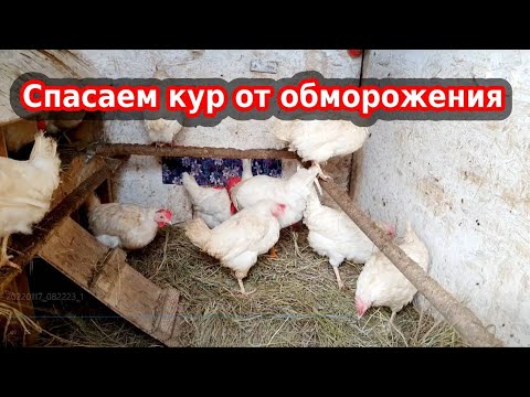 Обморожение у кур зимой// Мои куры живут в неотапливаемом курятнике