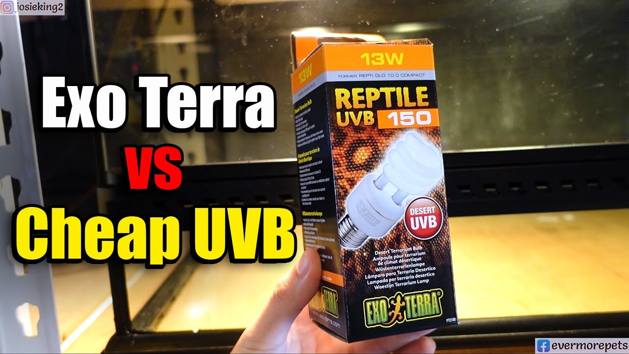 Quality UVB vs Cheap UVB | Which one should I get? - YouTube