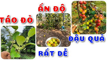 Cây Táo đỏ Ấn Độ rất dễ đậu quả | 0386569374 - Ngọc Ngân Bến Tre | Chuyên cây độc lạ