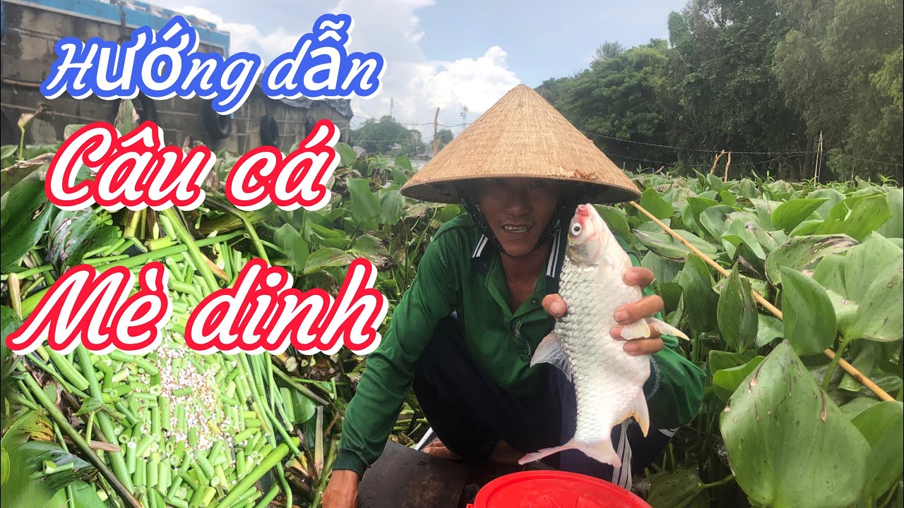 Câu cá mè dinh p2