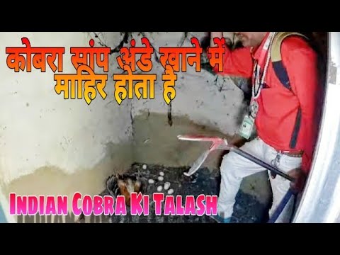  कोबरा सांप अंडे खाने में माहिर होता है Indian Cobra ki Talash jari Hai