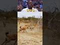 Hyenas vs. Lion in the Wild #WildLife #LionVsHyena #NatureIsBrutal #SafariLife #AfricanSavanna #yt