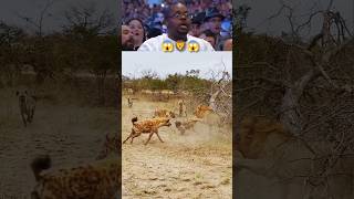 Hyenas vs. Lion in the Wild #WildLife #LionVsHyena #NatureIsBrutal #SafariLife #AfricanSavanna #yt